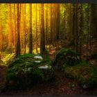 Das Licht und der Wald