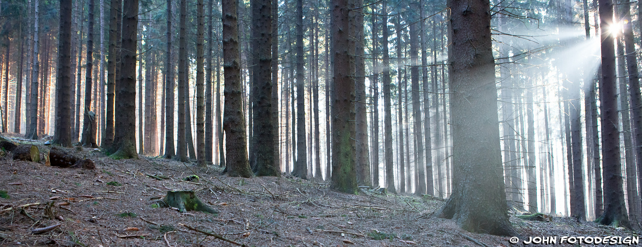 Das Licht welches den Nebel durchbricht...