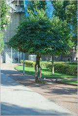 Das Licht zeigt dem Baum den Weg