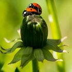 Das Liebesleben der Marienkäfer