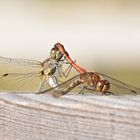 Das "Liebesrad" der Libellen