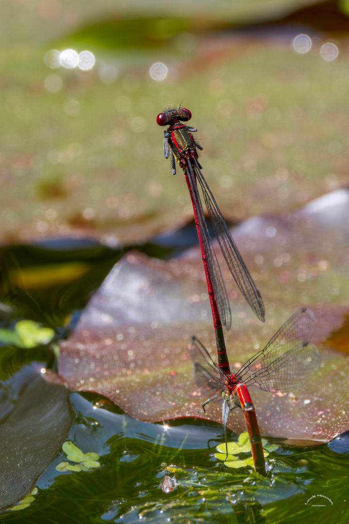 Das Liebesspiel der Frühe Adonislibelle / Love game of the large red damselfly