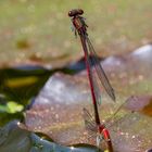 Das Liebesspiel der Frühe Adonislibelle / Love game of the large red damselfly