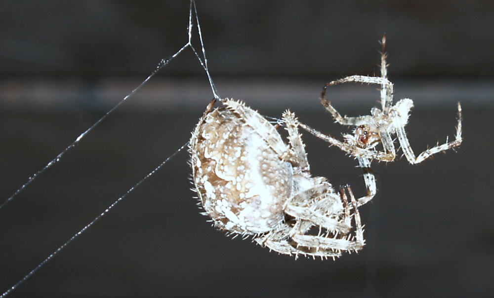 das Liebesspiel der Kreuzspinne