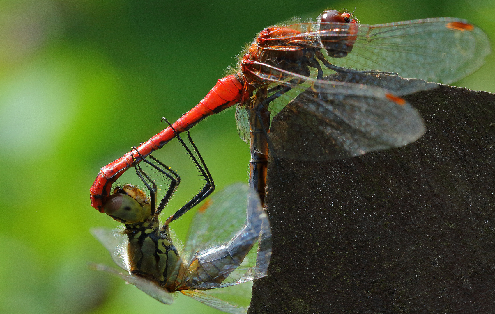 Das Liebesspiel der Libellen