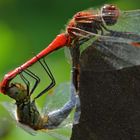 Das Liebesspiel der Libellen