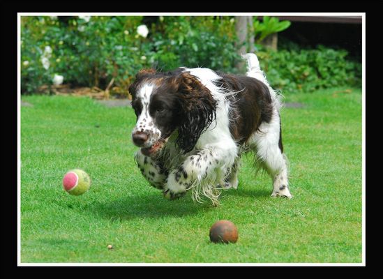 "Das Lieblingsspielzeug"