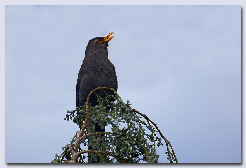 Das Lied der Amsel