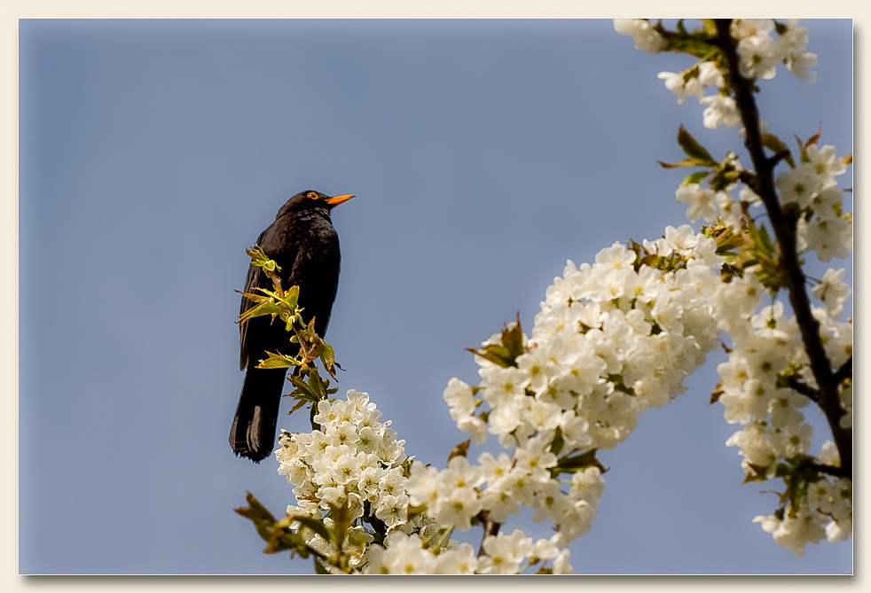 Das Lied der Amsel