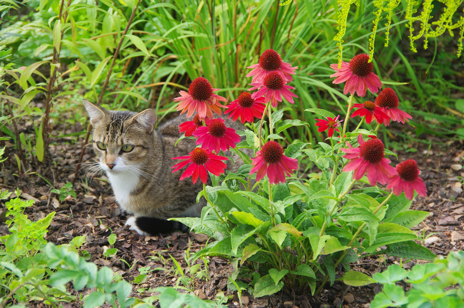 Das Liegen neben Blumen ist entspannend