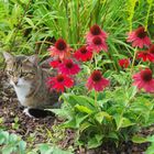 Das Liegen neben Blumen ist entspannend