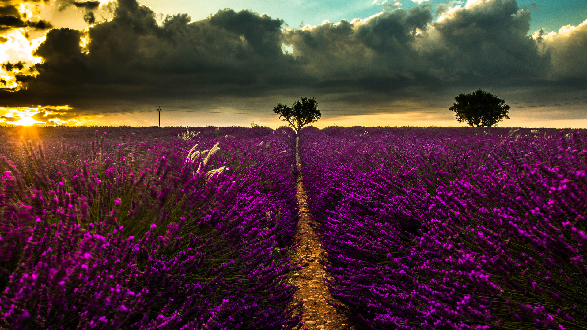 Das Lila, Lavendelfeld von Valensole