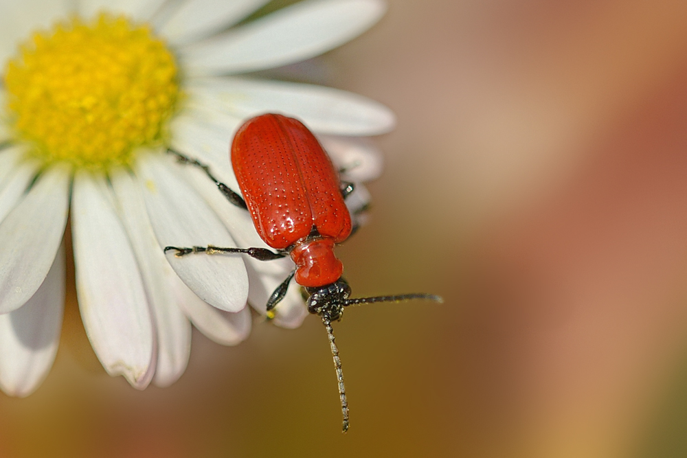 Das Lilienhähnchen