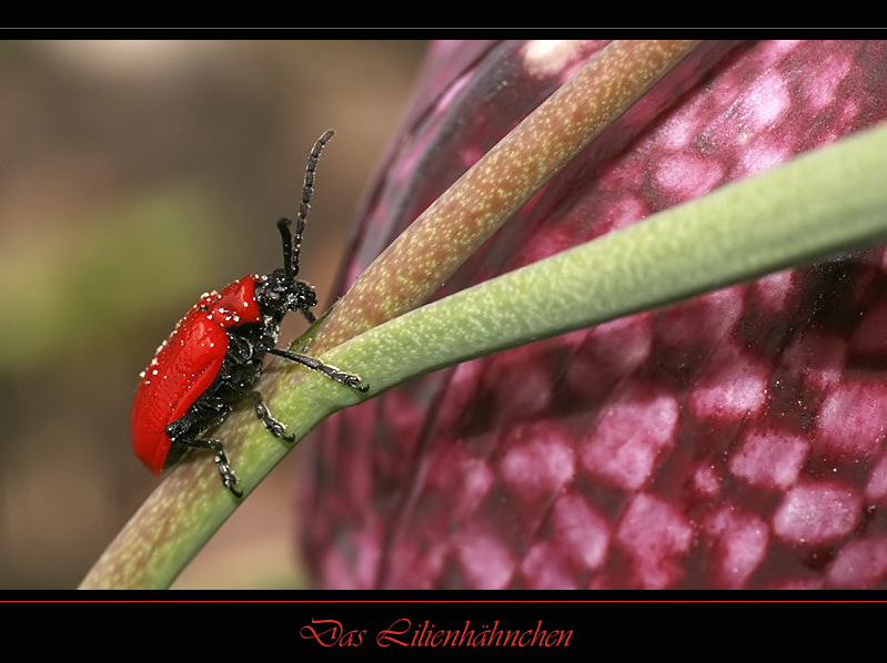 Das Lilienhähnchen