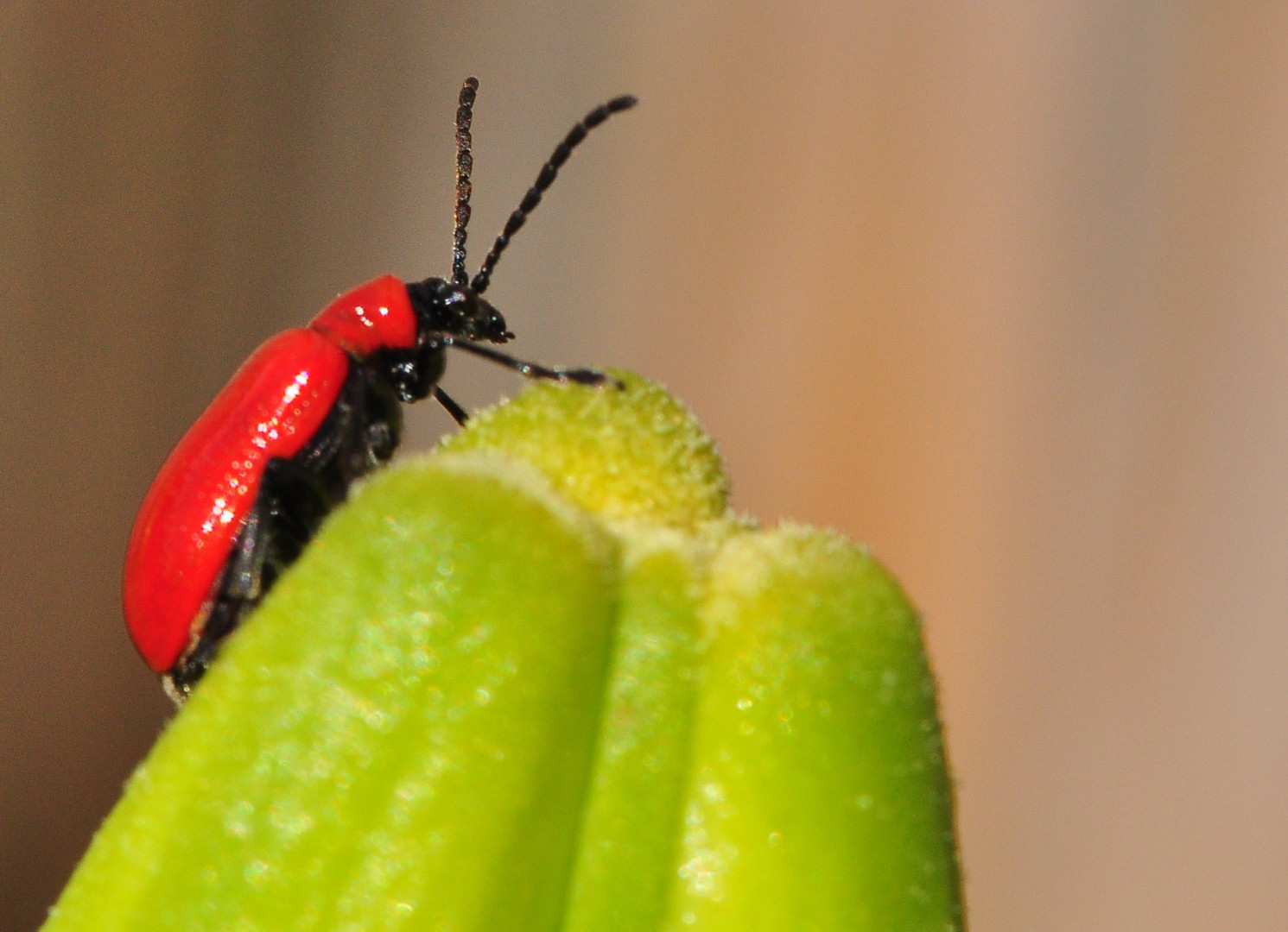 Das Lilienhähnchen (Lilioceris lilii)