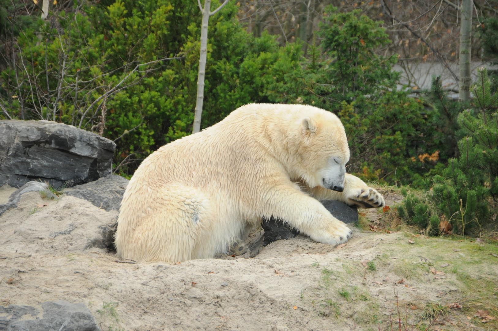 Das Loch ausheben war doch zu anstrengend !!!