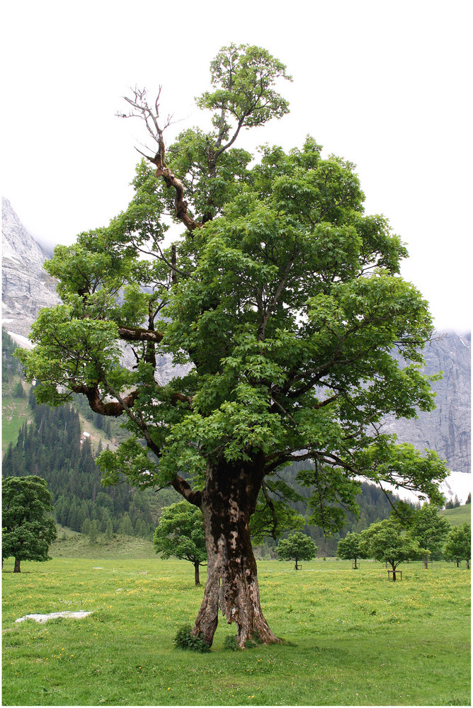 Das Loch im Baum