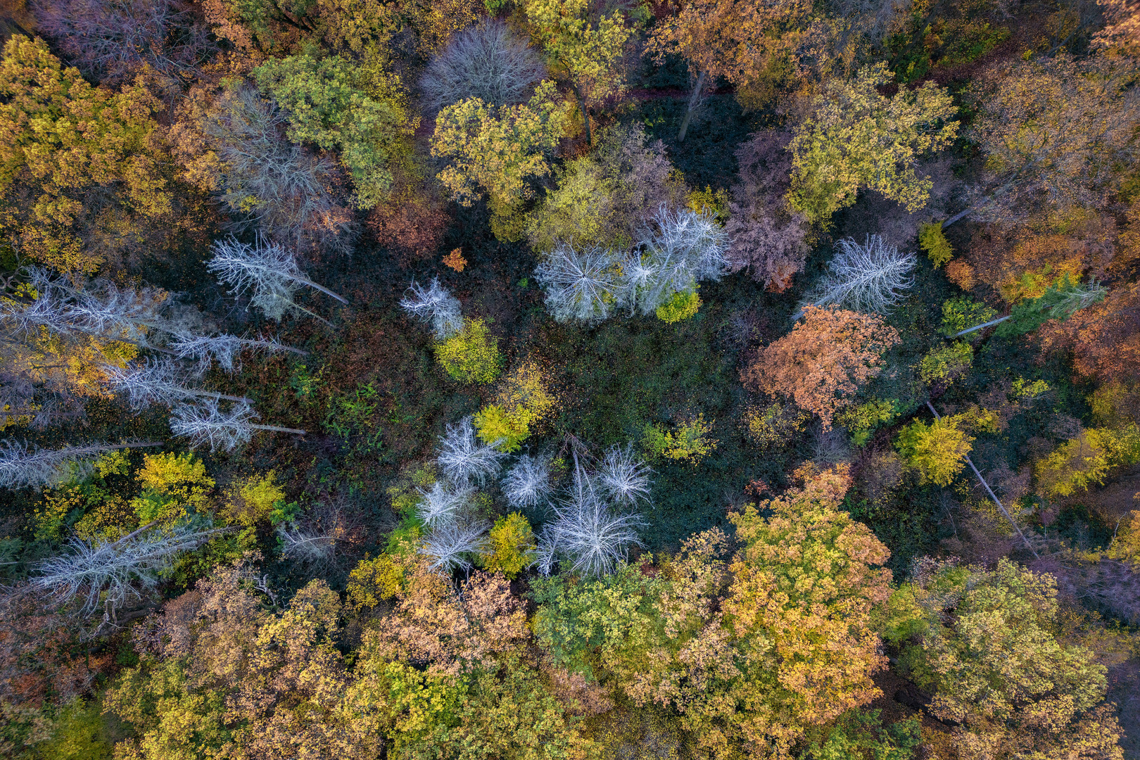 Das Loch im Wald