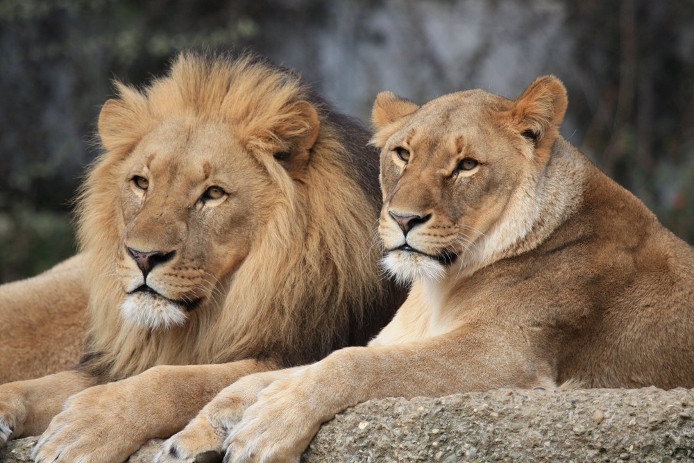 Das Lowenpaar Foto Bild Tiere Zoo Wildpark Falknerei Saugetiere Bilder Auf Fotocommunity