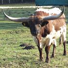 Das Longhorn