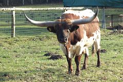 Das Longhorn