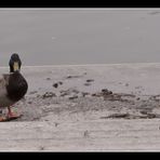 Das Machogehabe der Enten