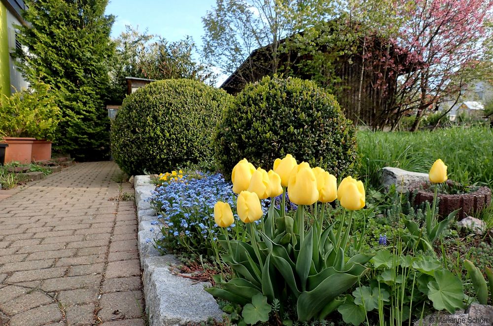 Das macht mich traurig... meine gelben Tulpen ...