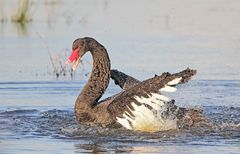 Das macht Spass - Trauerschwan (Cygnus atratus)