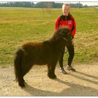 Das Mädchen mit dem Shetlandpony