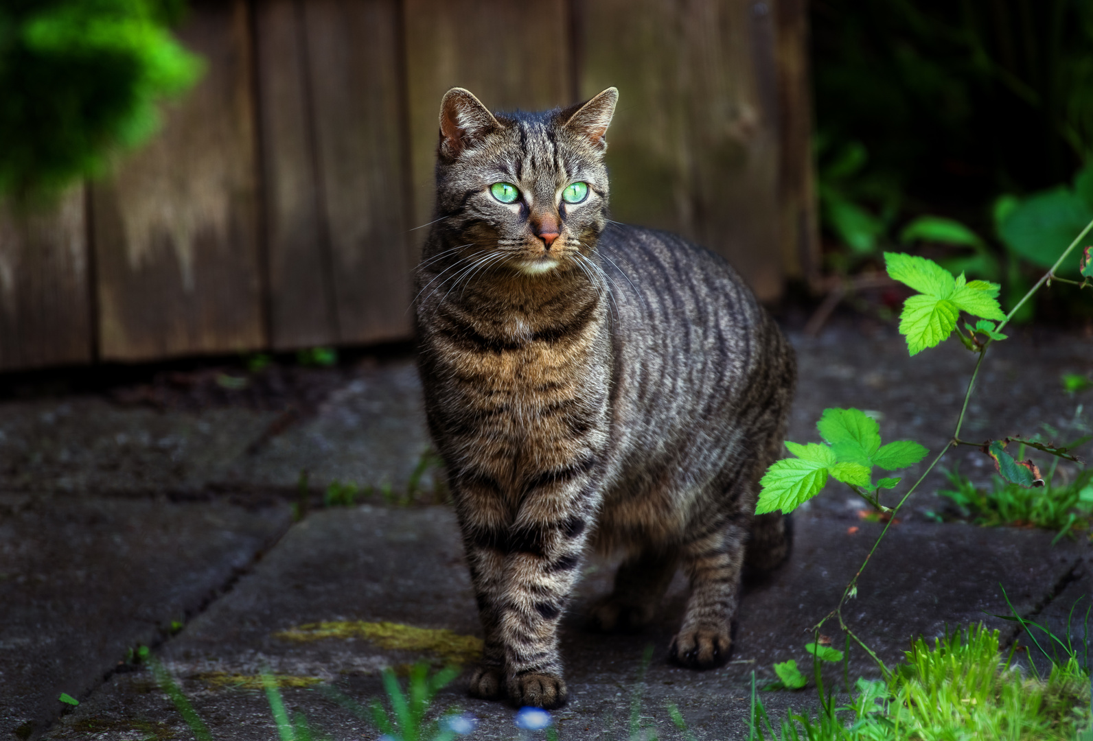 das Mädchen mit den grünen Augen