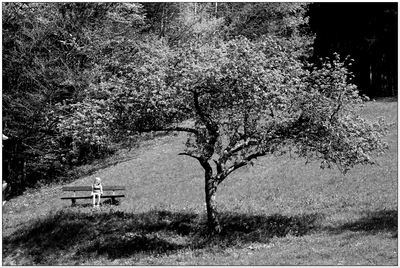 Das Mädchen unter dem Baum