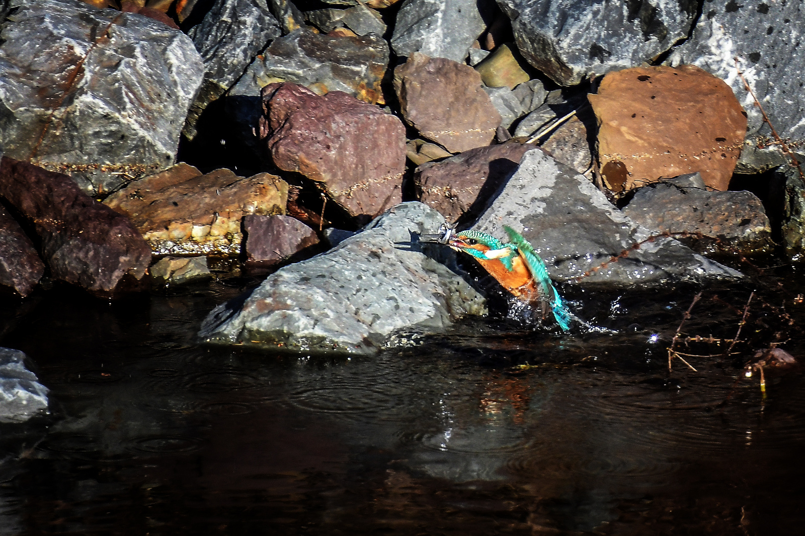 Das Mädel und der Fisch