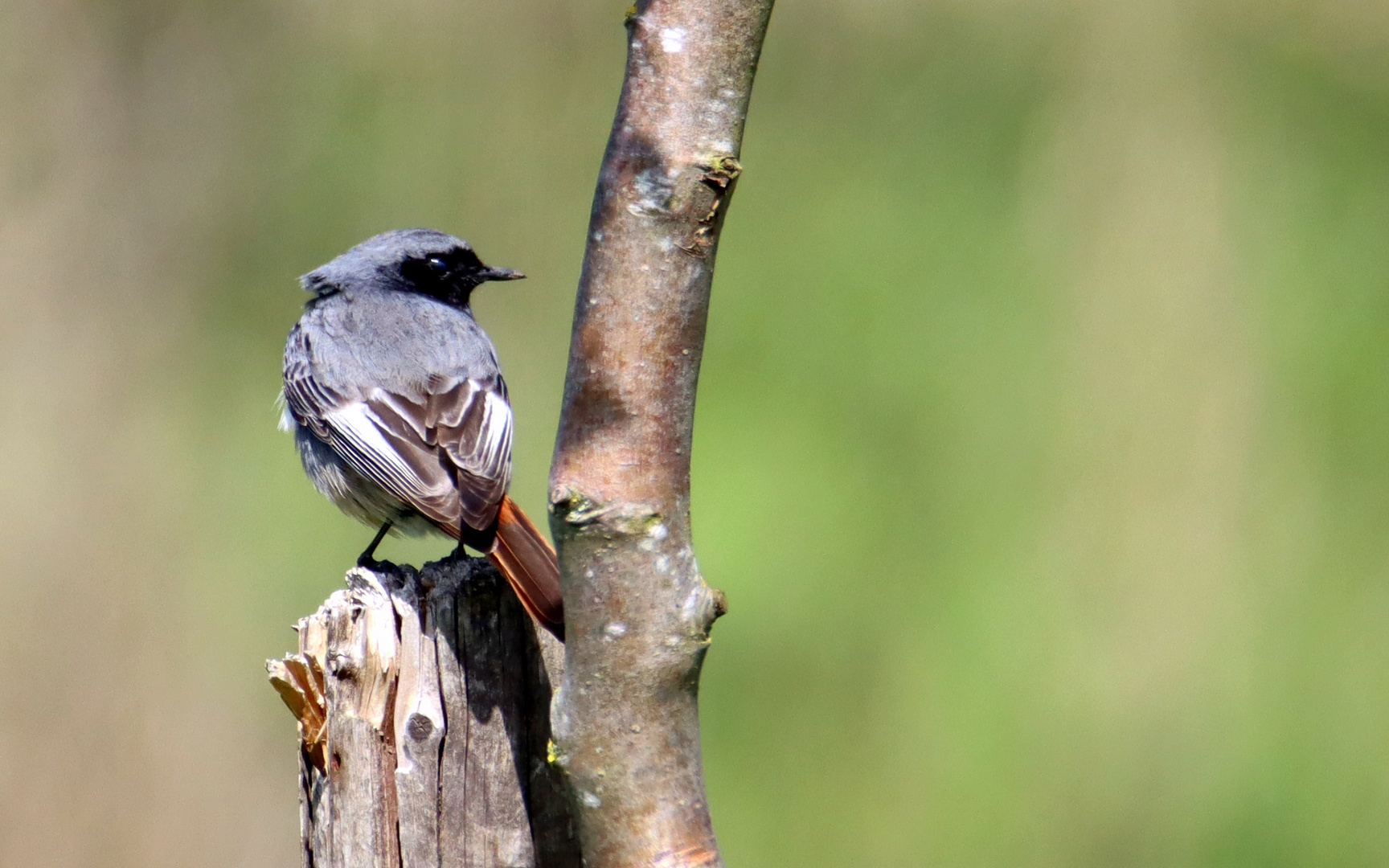 Das Männchen Foto & Bild natur, tiere, wildlife Bilder auf