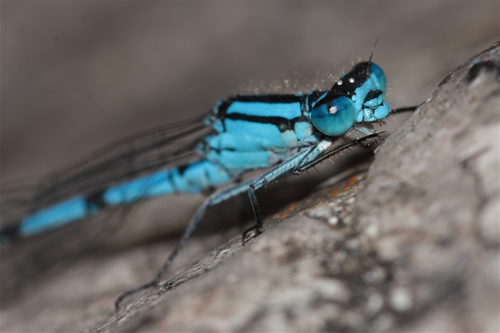 Das Männchen der Becher-Azurjungfer (Ennalagma cyathigerum) im Portrait