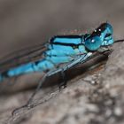 Das Männchen der Becher-Azurjungfer (Ennalagma cyathigerum) im Portrait