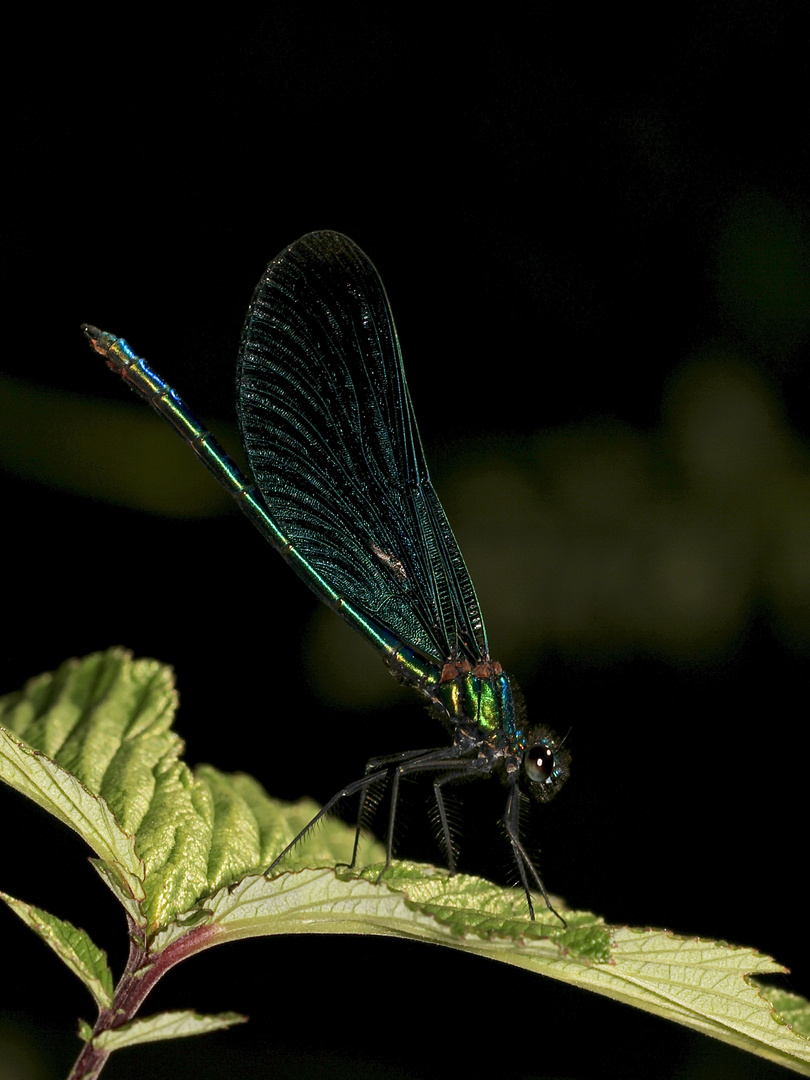 Das Männchen der Blauflügligen Prachtlibelle (Calopteryx virgo) ...