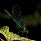 Das Männchen der Blauflügligen Prachtlibelle (Calopteryx virgo) ...