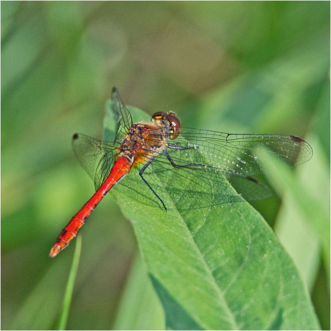 Das Männchen der Blutroten Heidelibelle (Sympetrum sanguineum) . . .