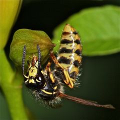 Das Männchen der Deutschen Wespe (Paravespula germanica) . . .