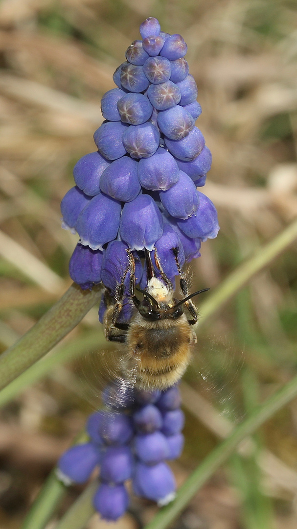 Das Männchen der Frühlings-Pelzbiene (Anthophora plumipes) ...