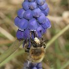 Das Männchen der Frühlings-Pelzbiene (Anthophora plumipes) ...