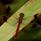 Das Männchen der Gebänderten Heidelibelle (Sympetrum pedemontanum)