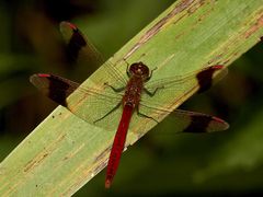 Das Männchen der Gebänderten Heidelibelle (Sympetrum pedemontanum)