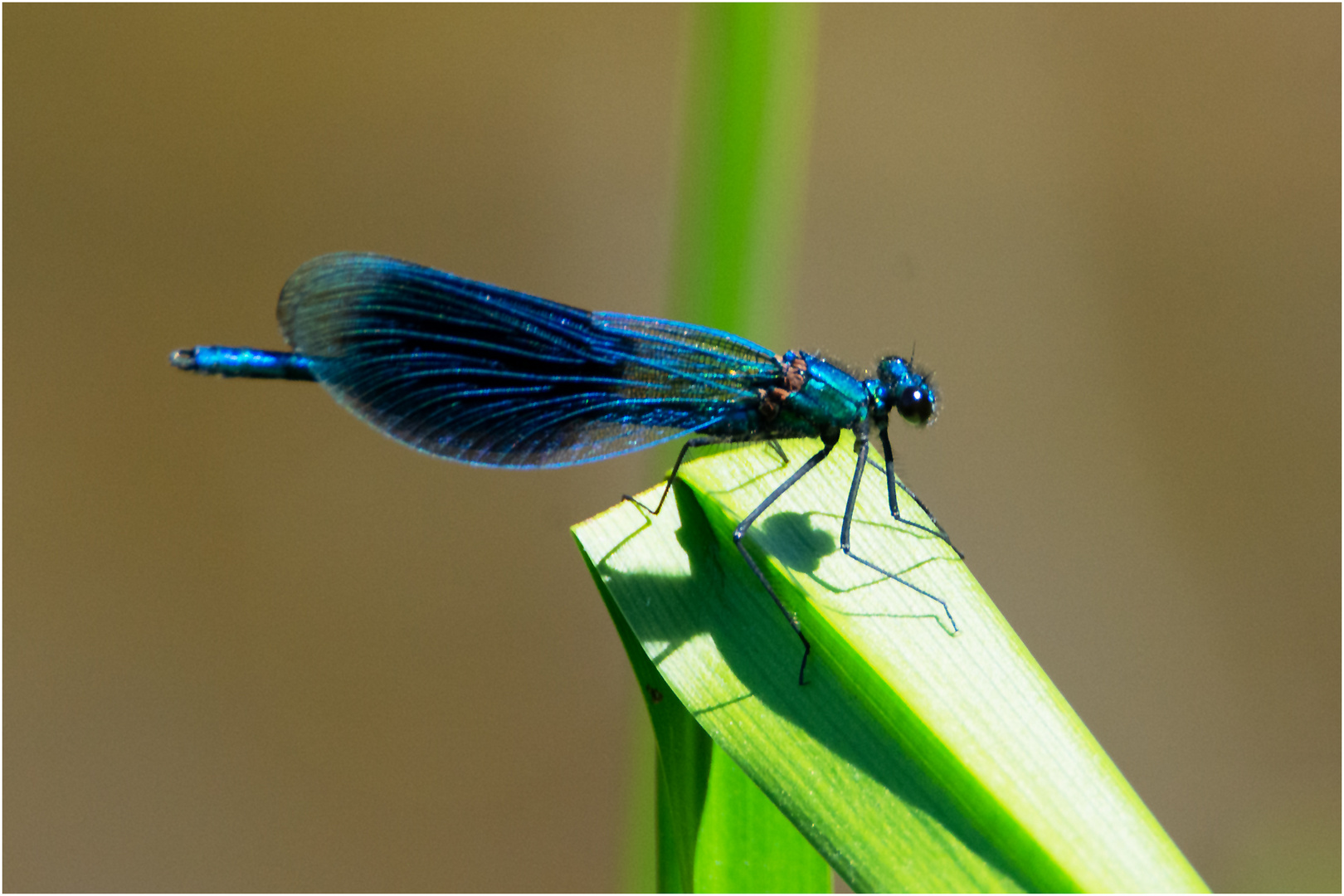 Das Männchen der Gebänderten Prachtlibelle (Calopteryx splendens) . . .