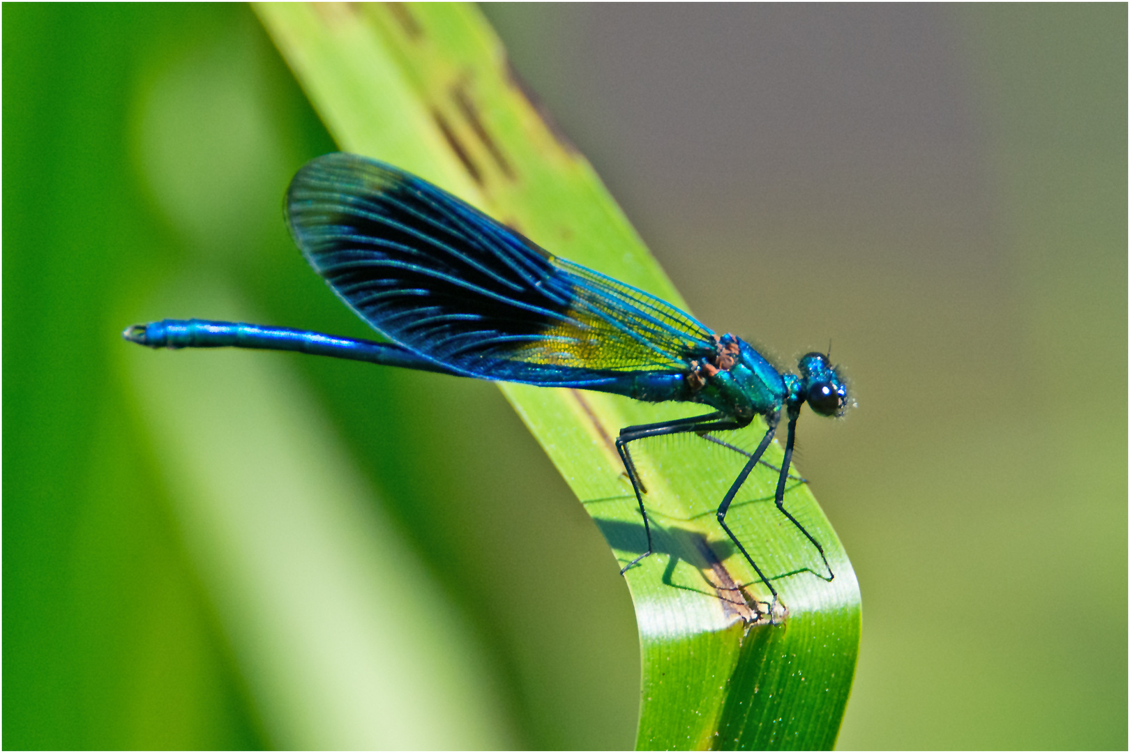 Das Männchen der Gebänderten Prachtlibelle (Calopteryx splendens) . . .