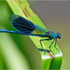 Das Männchen der Gebänderten Prachtlibelle (Calopteryx splendens) . . .