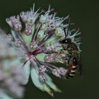 Das Männchen der Gemeinen Furchenbiene (Lasioglossum calceatum) ...