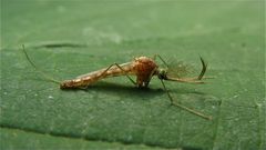 Das Männchen der Gemeinen Stechmücke - Culex pipiens (Fam. Culicidae), das kein Blut saugt