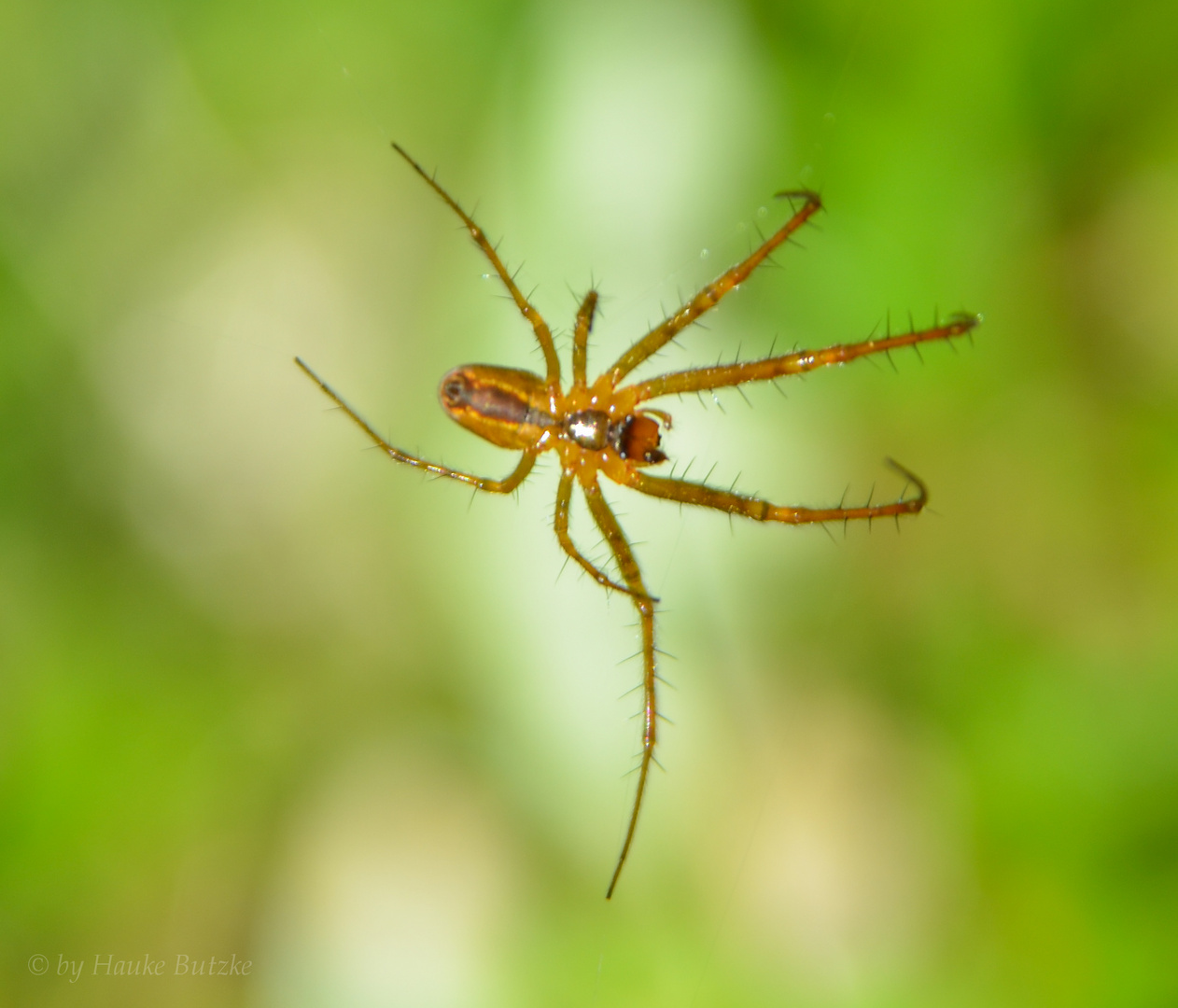 Das Männchen der Herbstspinne