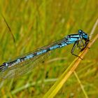 Das Männchen der Hufeisen-Azurjungfer stillt seinen Hunger ...